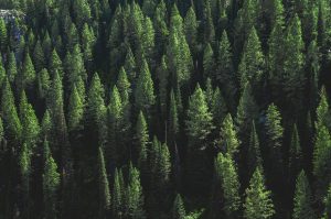 Pine Tree Forest on a Hill - Desktop Background